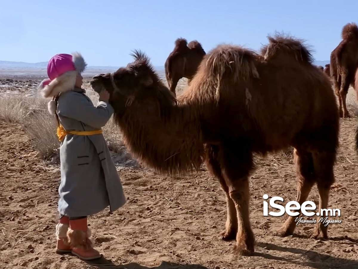 “Тэмээн дээрээс наран ойрхон” өвлийн их наадмыг Дундговь аймагт энэ сарын 24-25-нд зохион байгуулна
