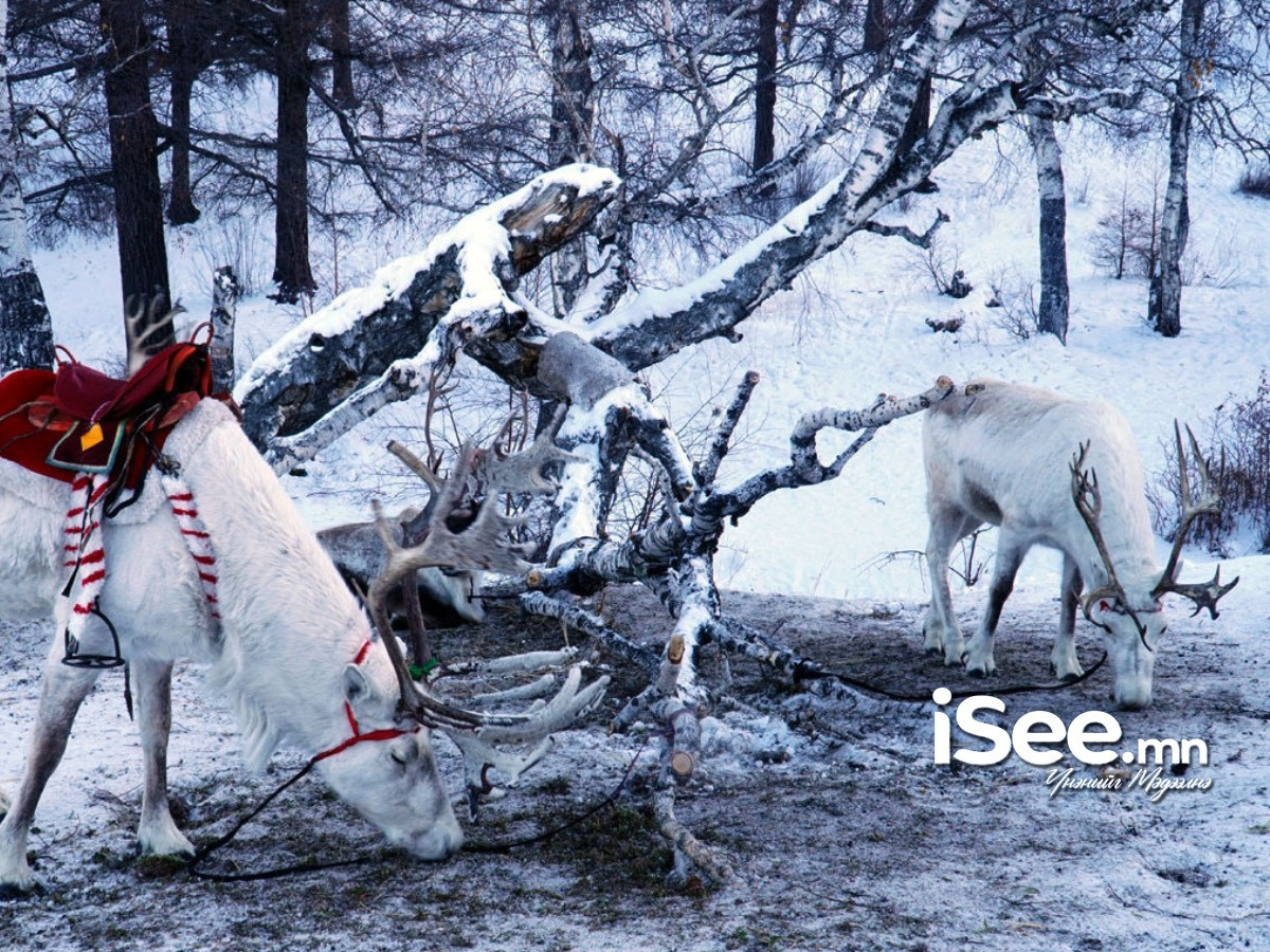 ВИДЕО: “Маанар” өвлийн эвент Хөвсгөл аймгийн Хүнхэр тайгад энэ сарын 18-нд болно