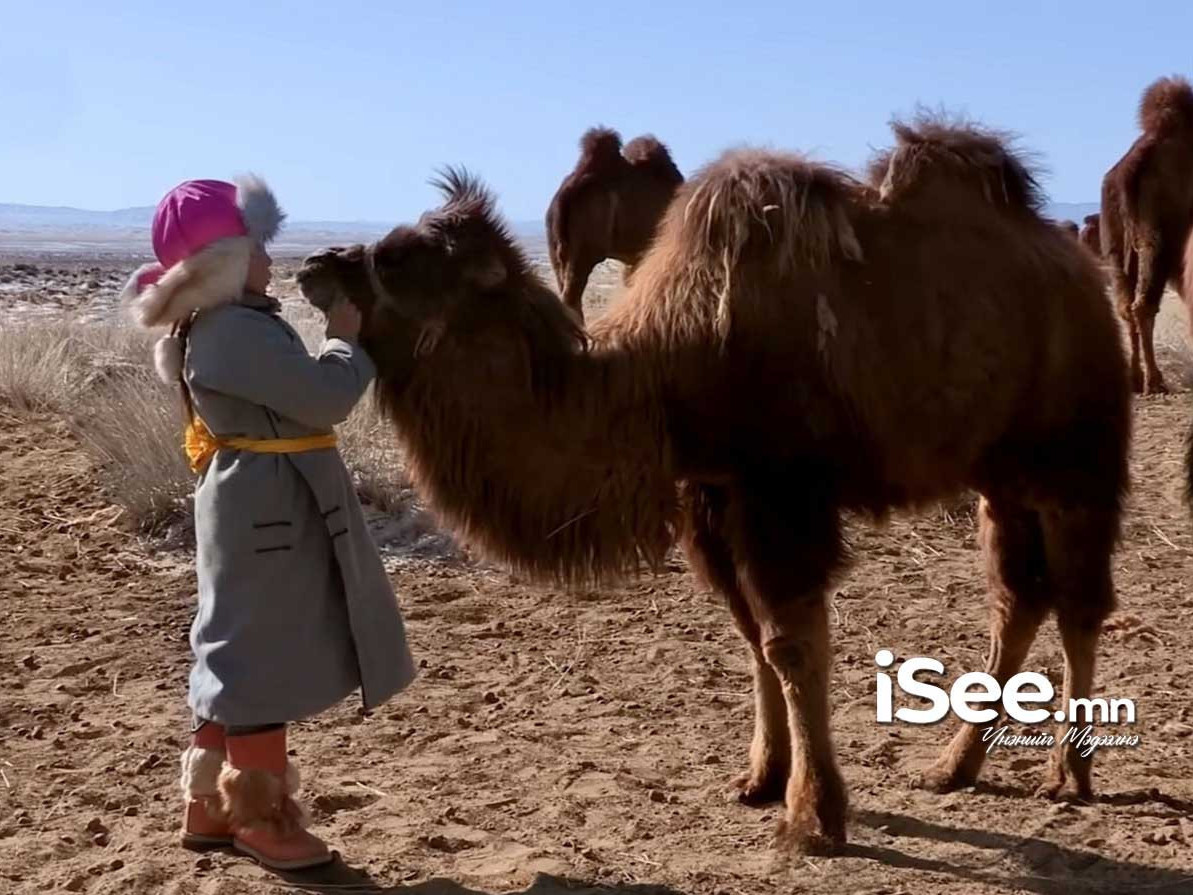 “Тэмээн дээрээс наран ойрхон” өвлийн наадам өнөөдөр Дундговь аймагт эхэлнэ