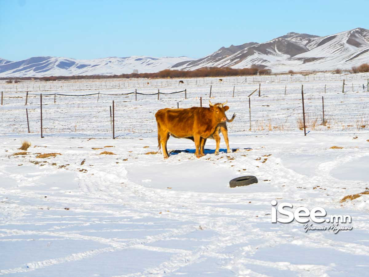 Улаанбаатарт 15 градус хүйтэн байна