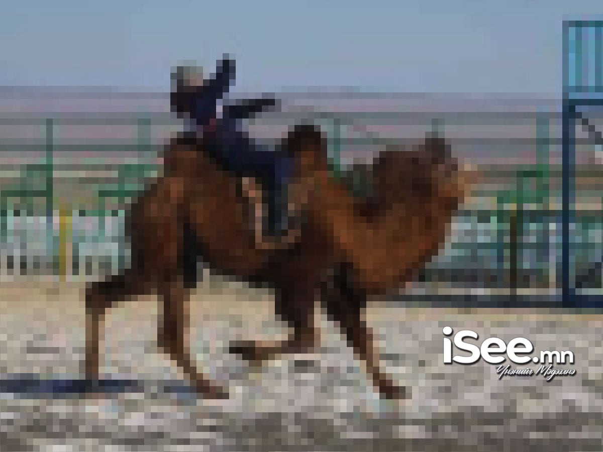 ТОДРУУЛГА: Говь-Алтайд болсон тэмээний баярын үеэр жагсаалд оролцсон нэг иргэн тэмээнээс унаж амиа алдсан харамсалтай хэрэг гарчээ