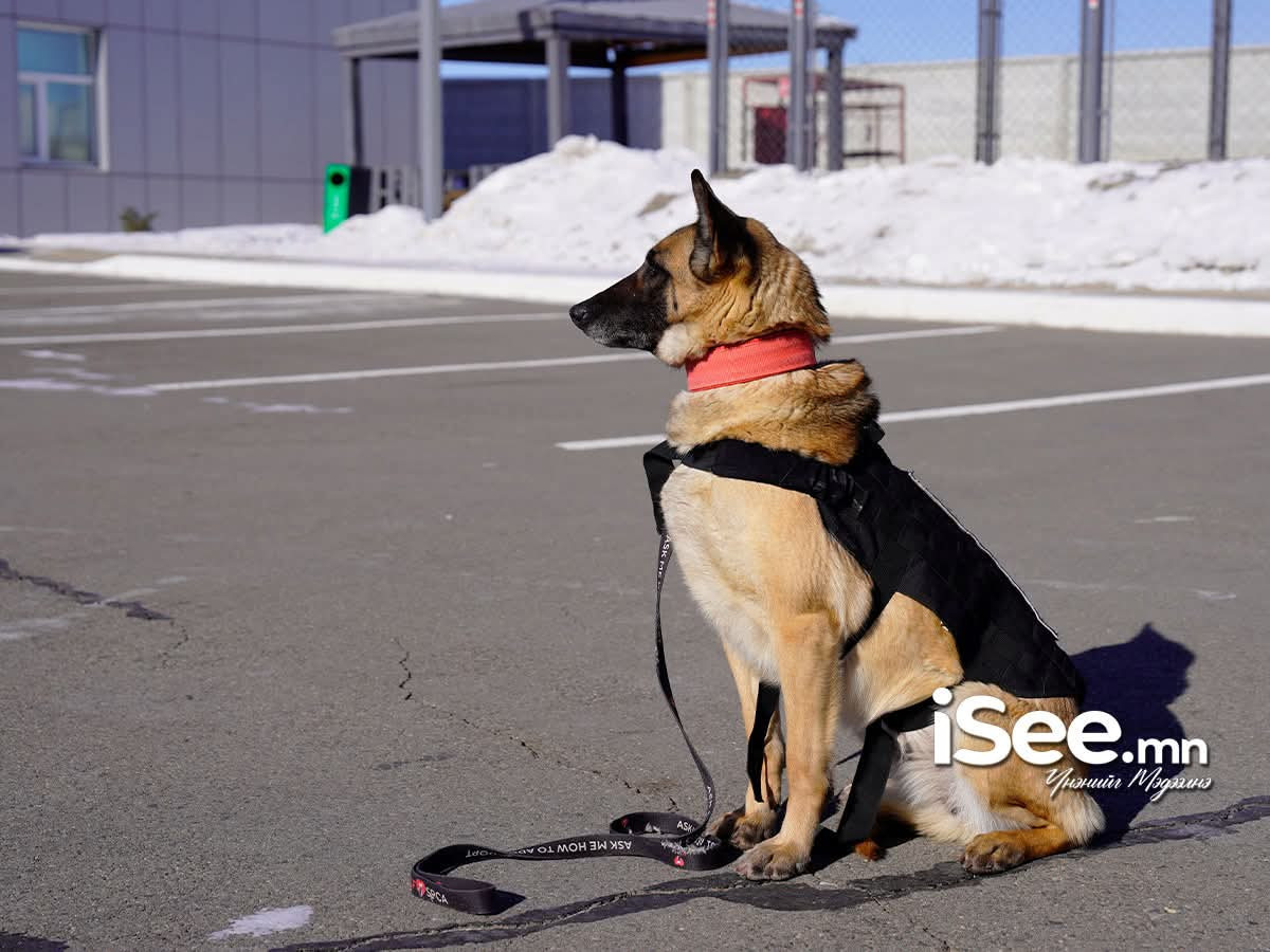 СУРВАЛЖИЛГА: Гаалийн хяналтын бүсэд 7-8 үүлдрийн 50 гаруй нохой алба хааж, хар тамхи зэрэг хууль бус барааг илрүүлж байна