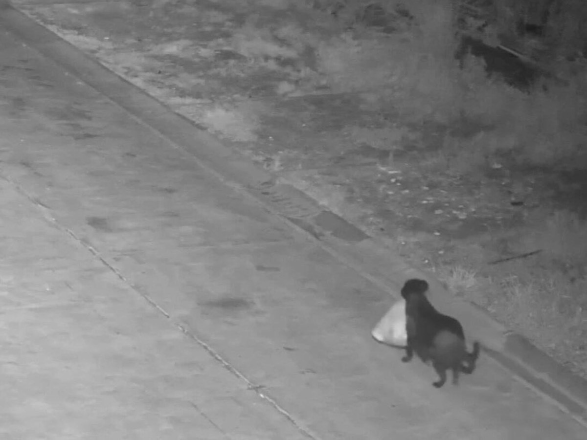 ВИДЕО: Италид торгуулиас зугтахын тулд нохойгоороо хог хаяулсан эрийг илрүүлжээ