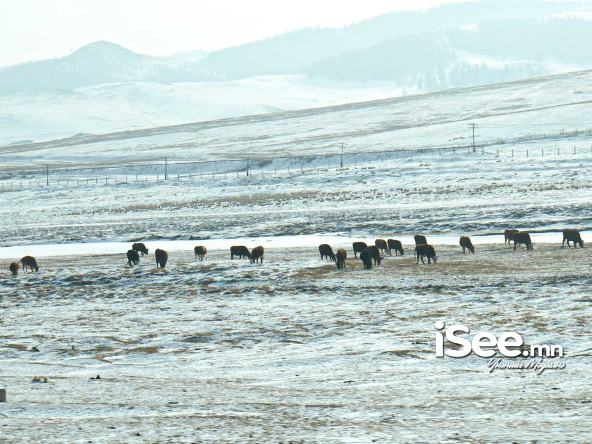 Нутгийн зүүн хэсгээр салхилж шуурна