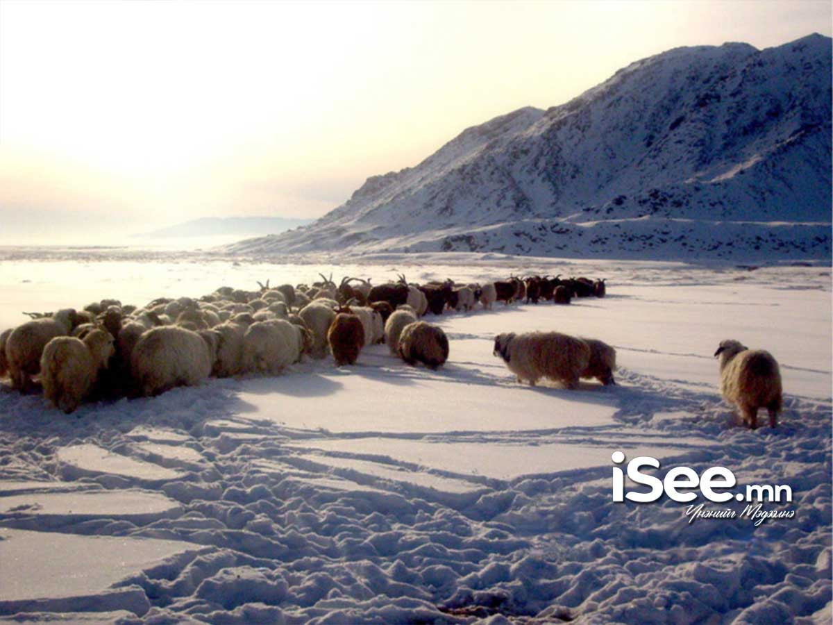 Зудын байдлыг үнэлэхэд 11 аймгийн 43 сум цагаан зудтай байна