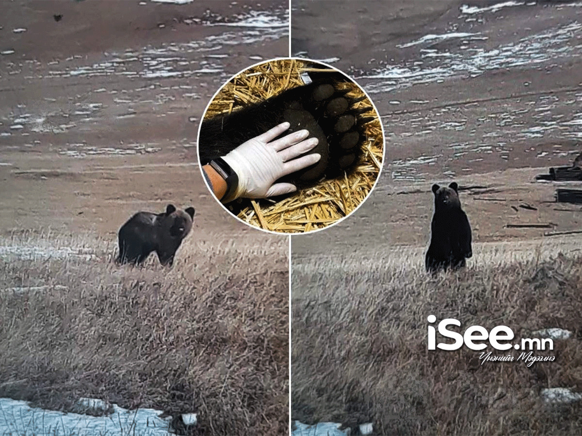 Хүрэн баавгайг хууль бусаар агнасан хэргийг илрүүлж, мөрдөн шалгах ажиллагааг эхлүүлжээ