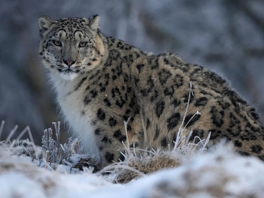 Ирвэстэй бүс нутгийн шилдэг байгаль хамгаалагчийг шалгаруулна 