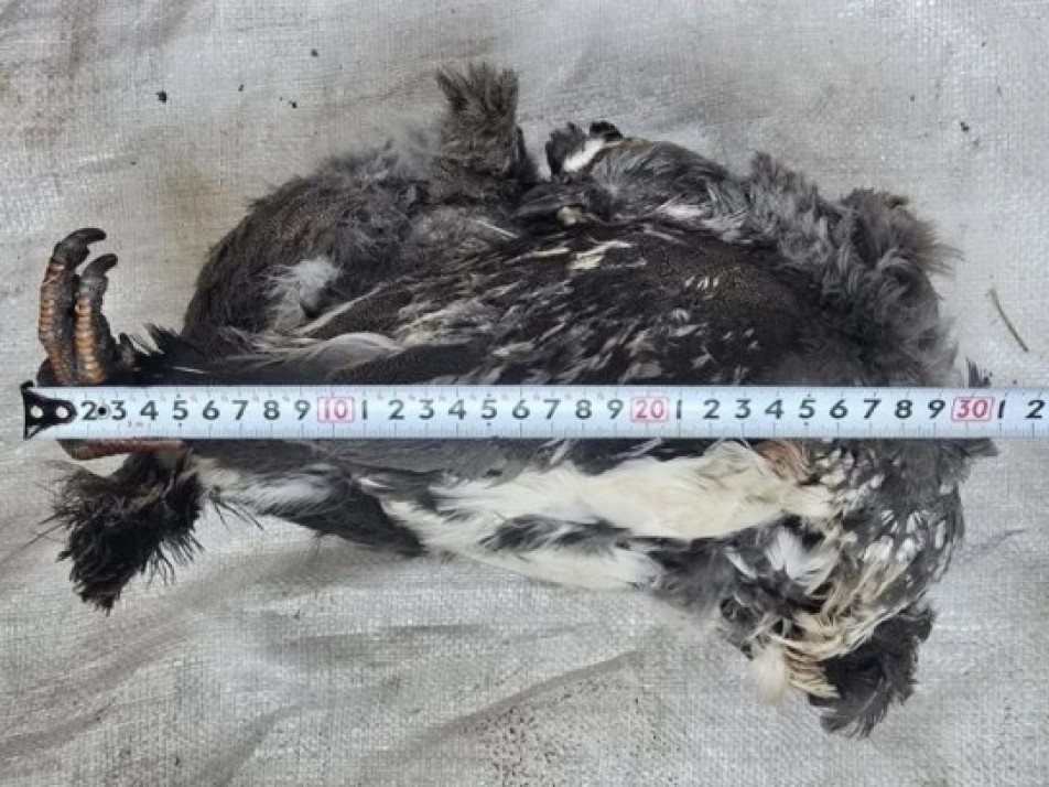 Ховор амьтны жагсаалтад багтах Алтайн хойлог шувууг тээвэрлэсэн үйлдлийг илрүүлжээ