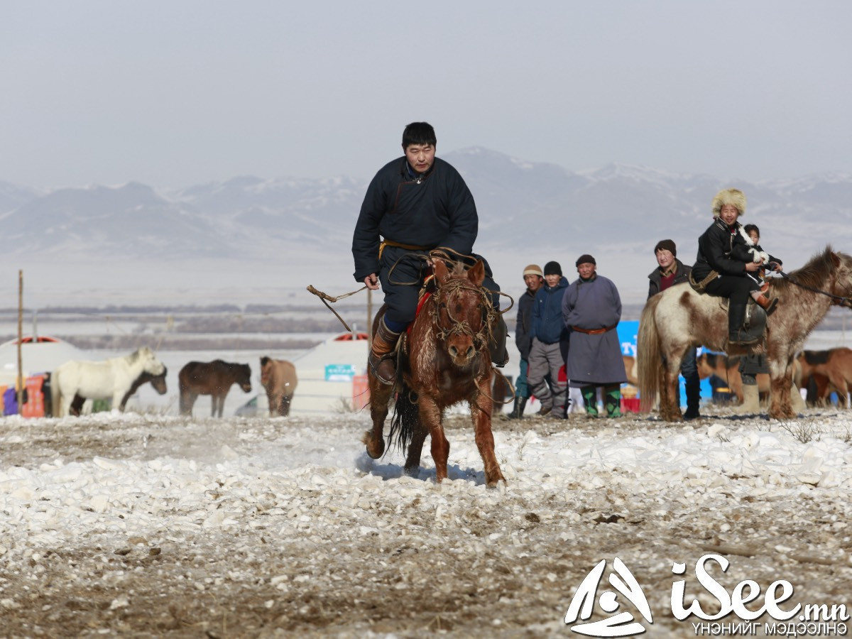 “Дэлхийн адууны өдөр”-ийг угтан Адуу эмчилгээний төв байгуулна