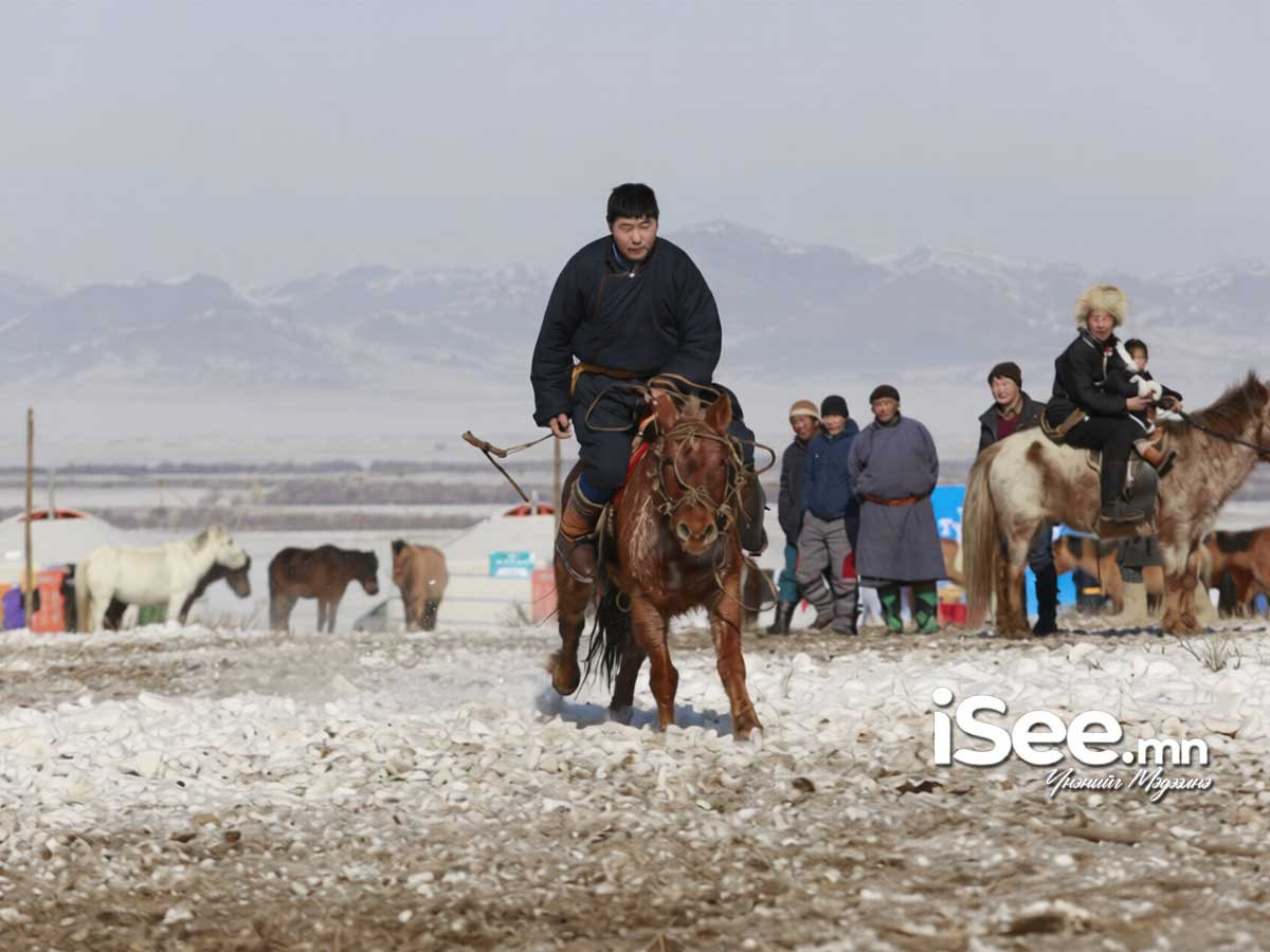 “Дэлхийн адууны өдөр”-ийг угтан Адуу эмчилгээний төв байгуулна