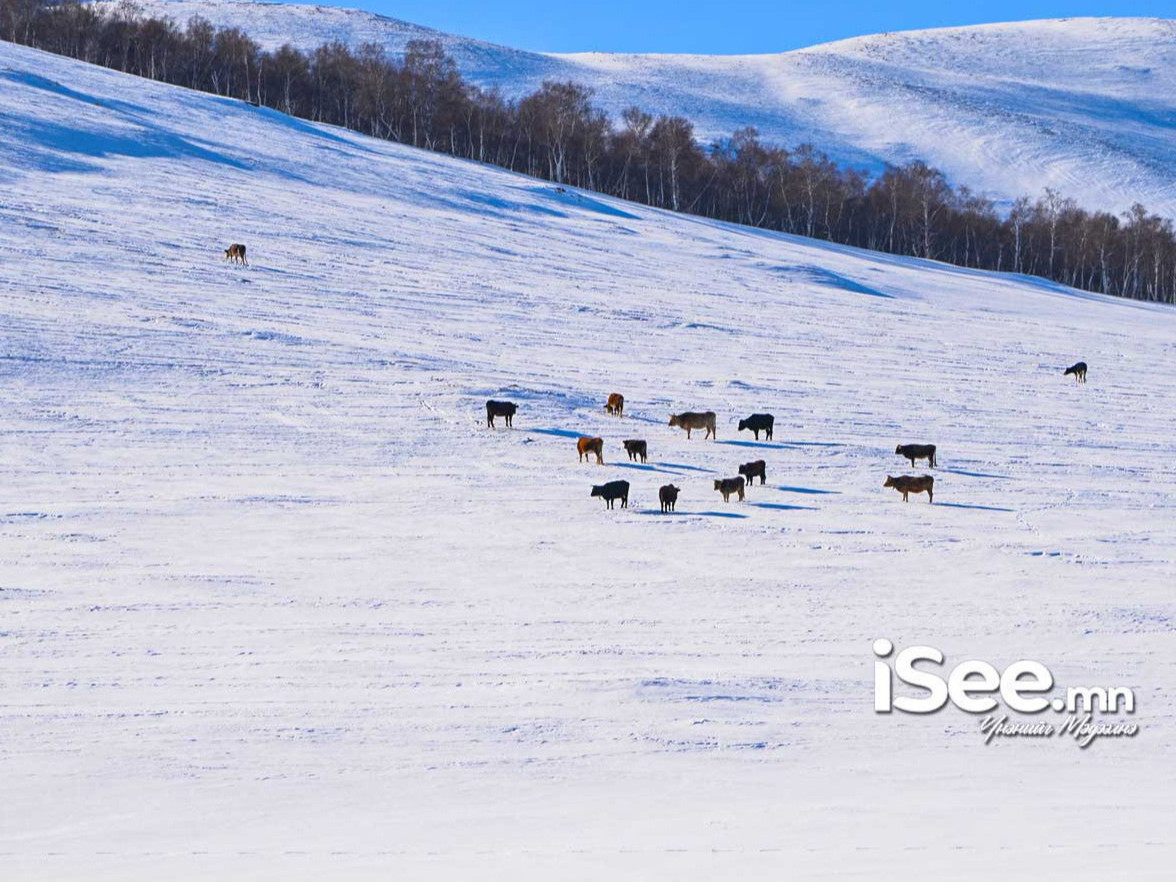 Нийт нутгийн 34 хувь нь цасан бүрхүүлтэй байна