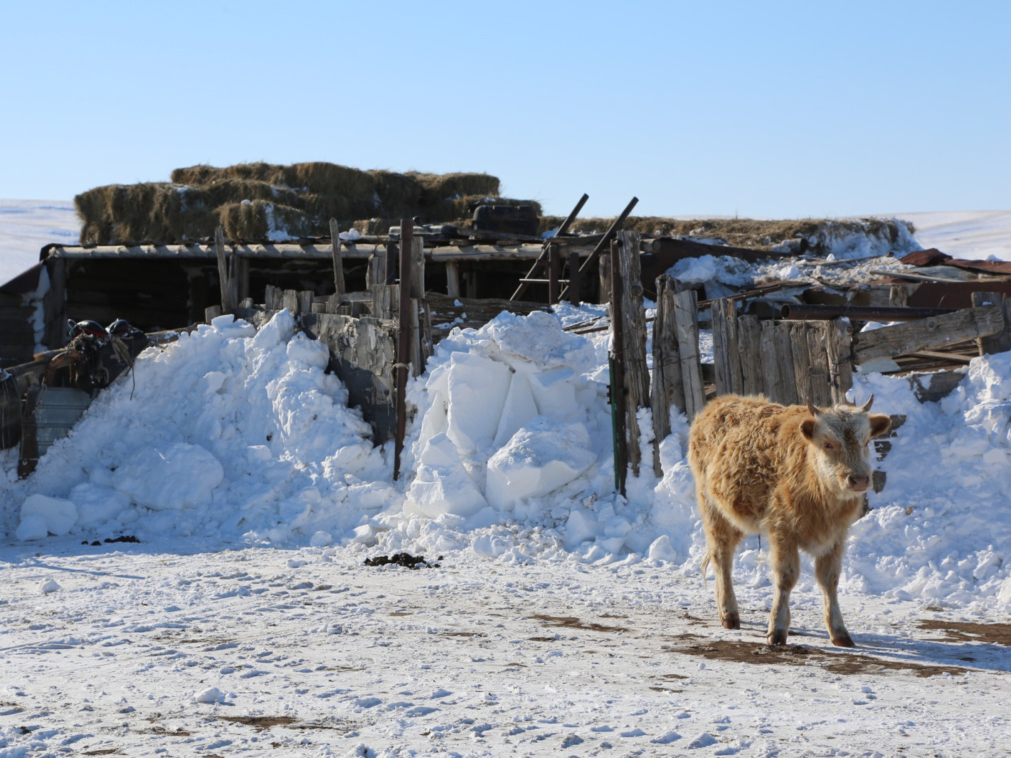 Цасан шуурганд амь эрсэдсэн хүмүүсийн ар гэрт эмгэнэл илэрхийллээ
