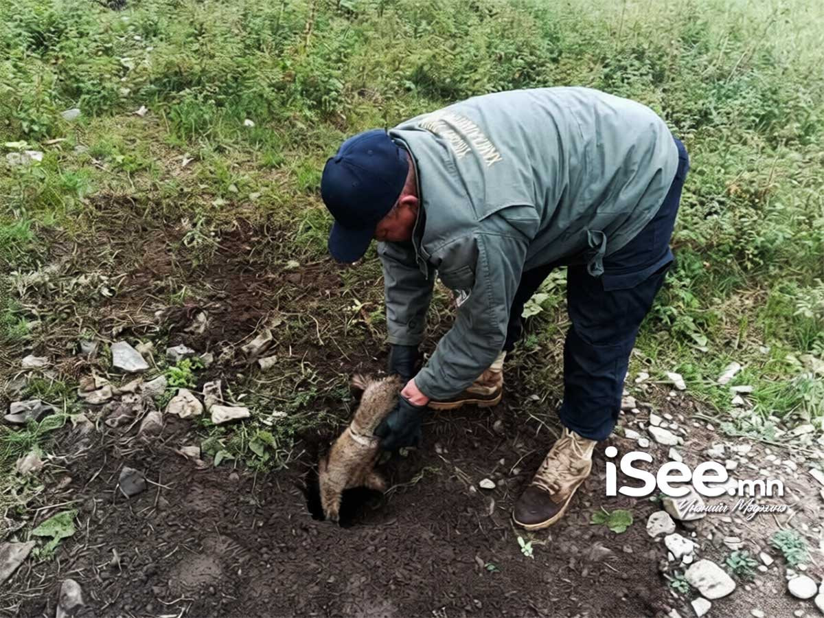 Тарвага шилжүүлэн нутагшуулах, 20 сая төгрөгийн санхүүжилттэй сонгон шалгаруулалт зарлажээ