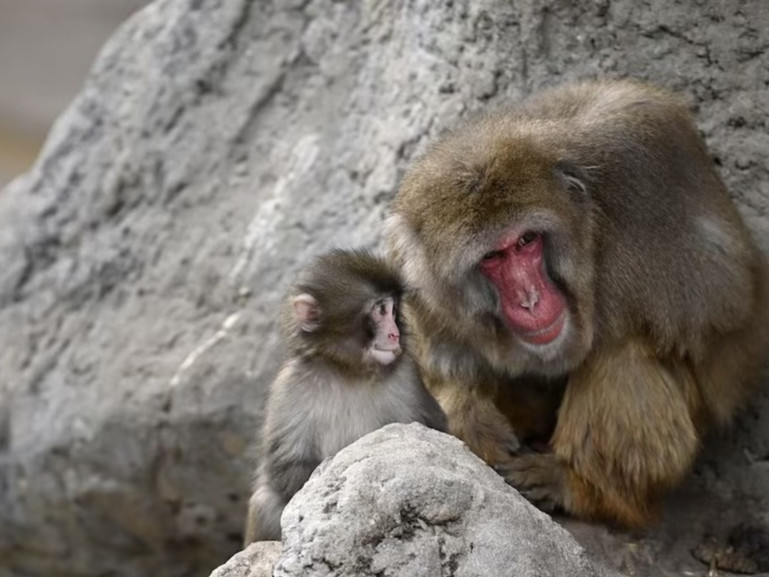 “Японы цасан сармагчин Панч хүмүүсийн зүрх сэтгэлийг татаж байгаа бол түүний төрлийнхөн устгагдсаар байна” гэж Reuters агентлаг мэдээллээ