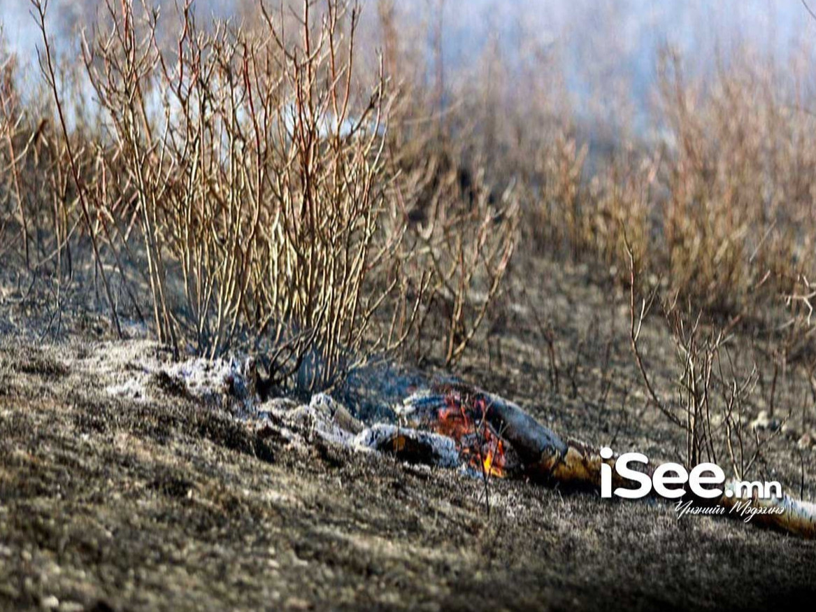 Ховд аймагт гарсан хээрийн түймэрт 90 га талбай шатжээ