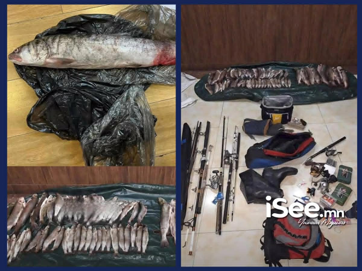 Ховор амьтны жагсаалтад бүртгэлтэй есөн ширхэг тул загасыг хууль бусаар тээвэрлэж явсан гурван этгээдийг илрүүлжээ