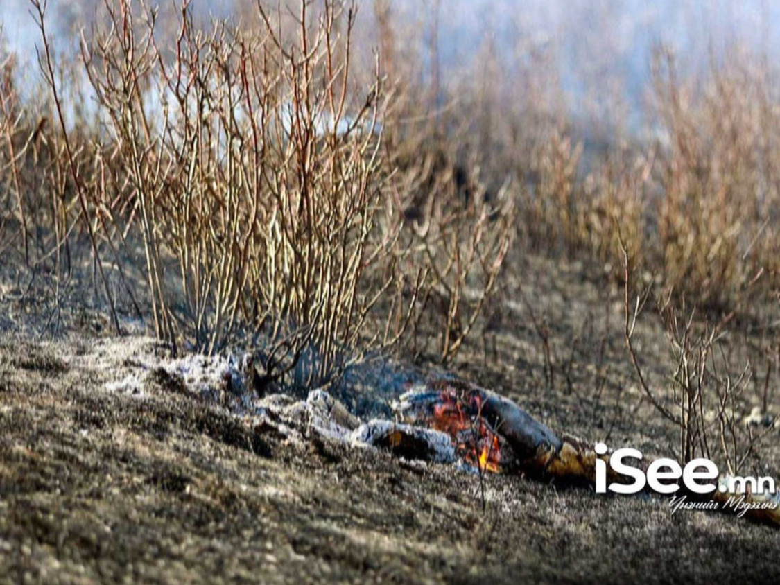 Улсын хэмжээнд гарсан дөрвөн хээрийн түймрийн хоёрыг нь цурамд орууллаа