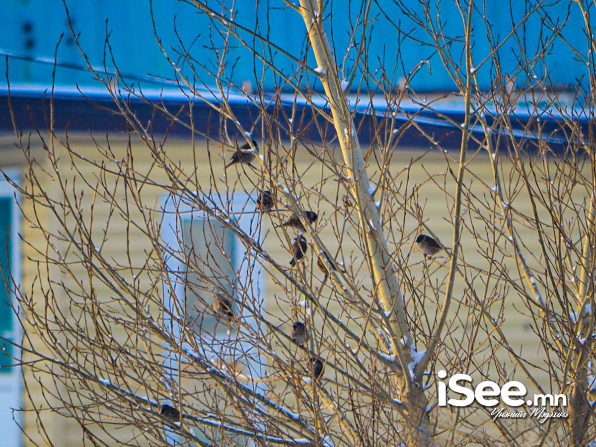 "Дөрөвдүгээр сарын сүүлч үеүдэд ихэнх нутгаар цаг агаар муудаж, салхи шуургатай байх магадлал өндөр байна" гэж ЦУОШГ-аас мэдээллээ