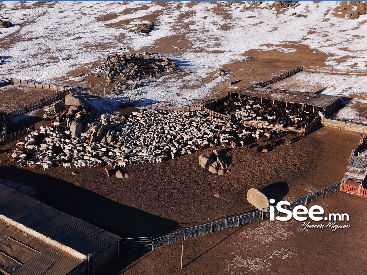 Өнөөдрийн байдлаар 238 мянган төл хүлээн авчээ