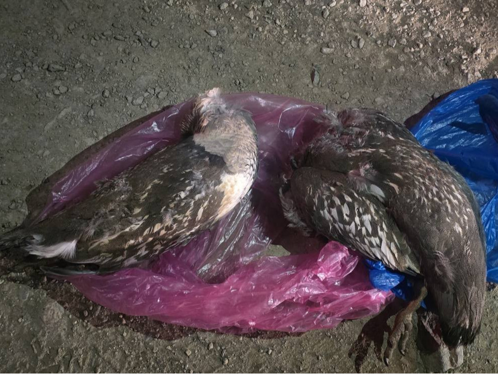 Ховор амьтны жагсаалтад багтсан "Алтайн хойлог" агнасан гэмт хэргийг илрүүллээ