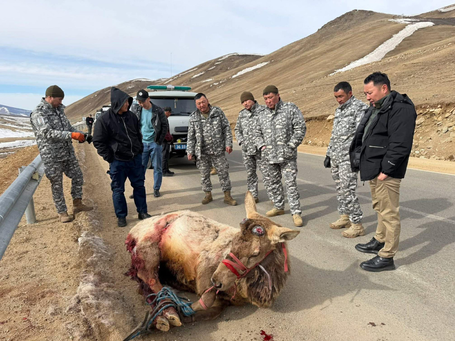 ФОТО: Завханд шархадсан бугыг авран хамгаалж, аюулгүй бүсэд шилжүүлсэн байна