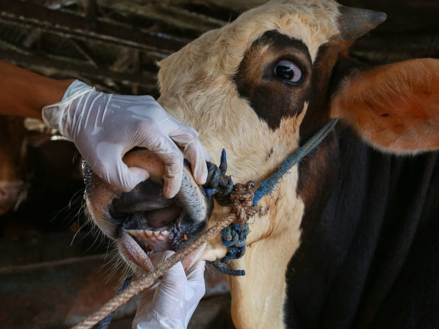 Хятадын баруун хойд хэсэгт орших Шинжаан бүс нутагт шүлхий өвчний шинэ тохиолдол илэрчээ