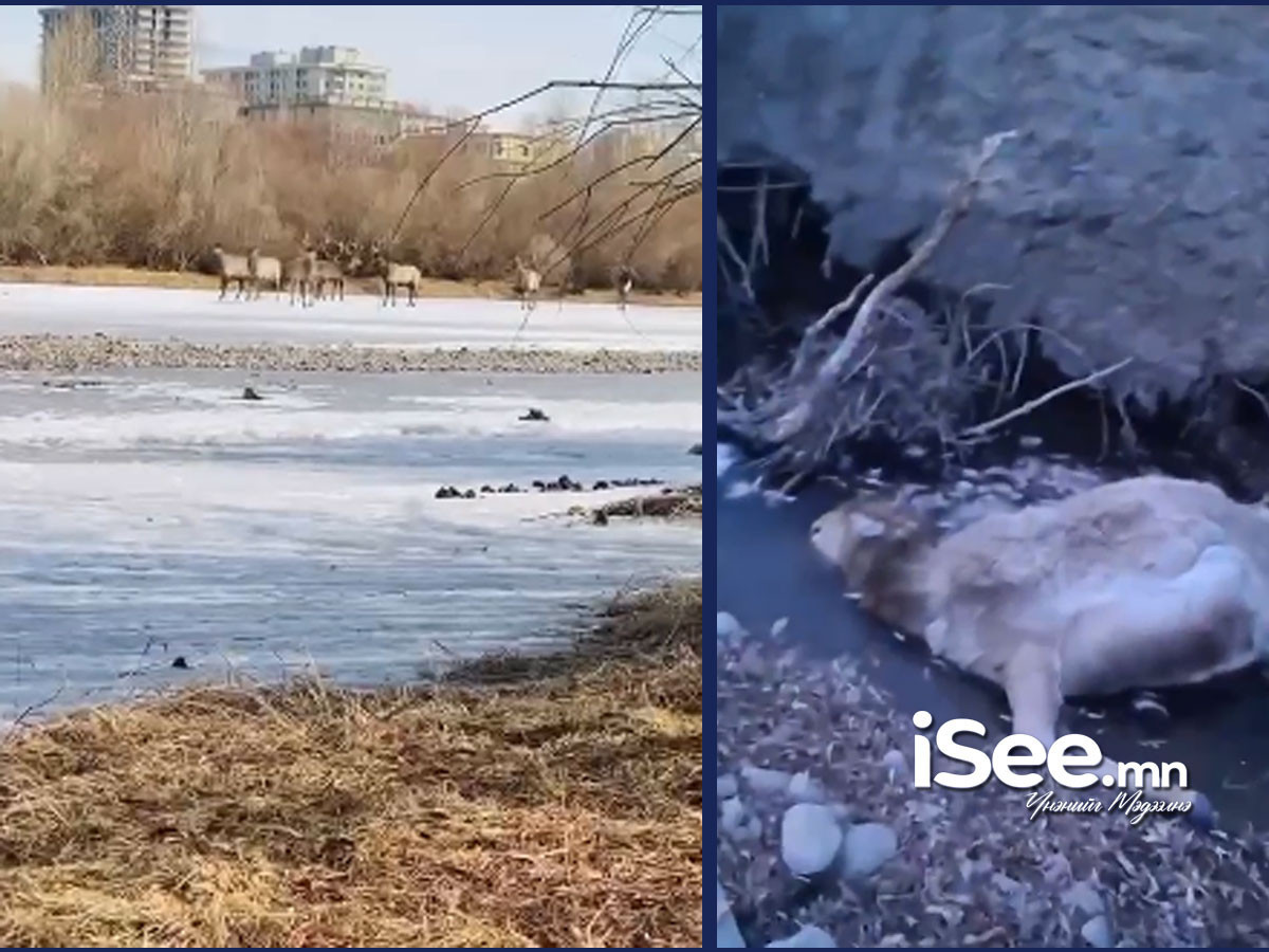 "Туулын хурдын замын бүтээн байгуулалттай холбоотойгоор Туул гол бохирдож, буга үхлээ" гэх дүрс бичлэг цацагдлаа