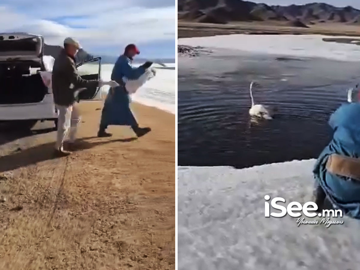ВИДЕО: Идэш тэжээлийн дутагдлаас болж буцаж чадаагүй хун шувуудыг өвлийн турш арчилж, усанд нь буцаан тавьжээ