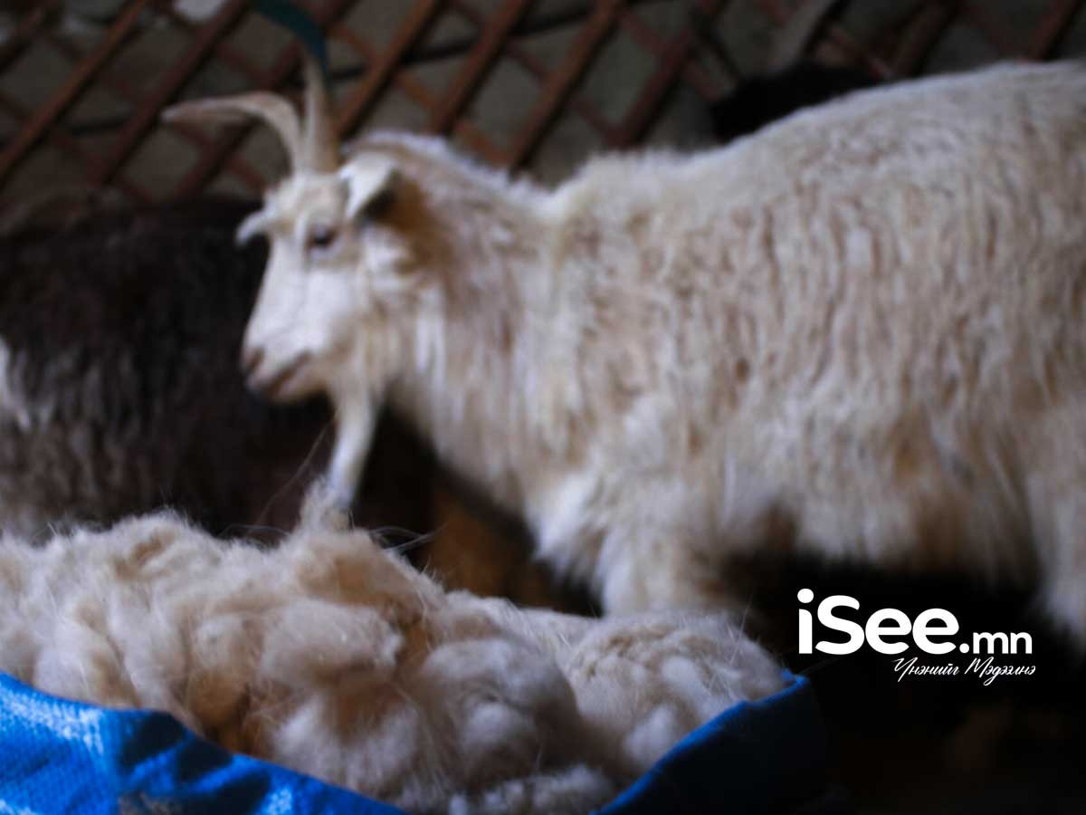 Ямаа самнах ханш 11 мянгаас 15 мянгын хооронд байна 