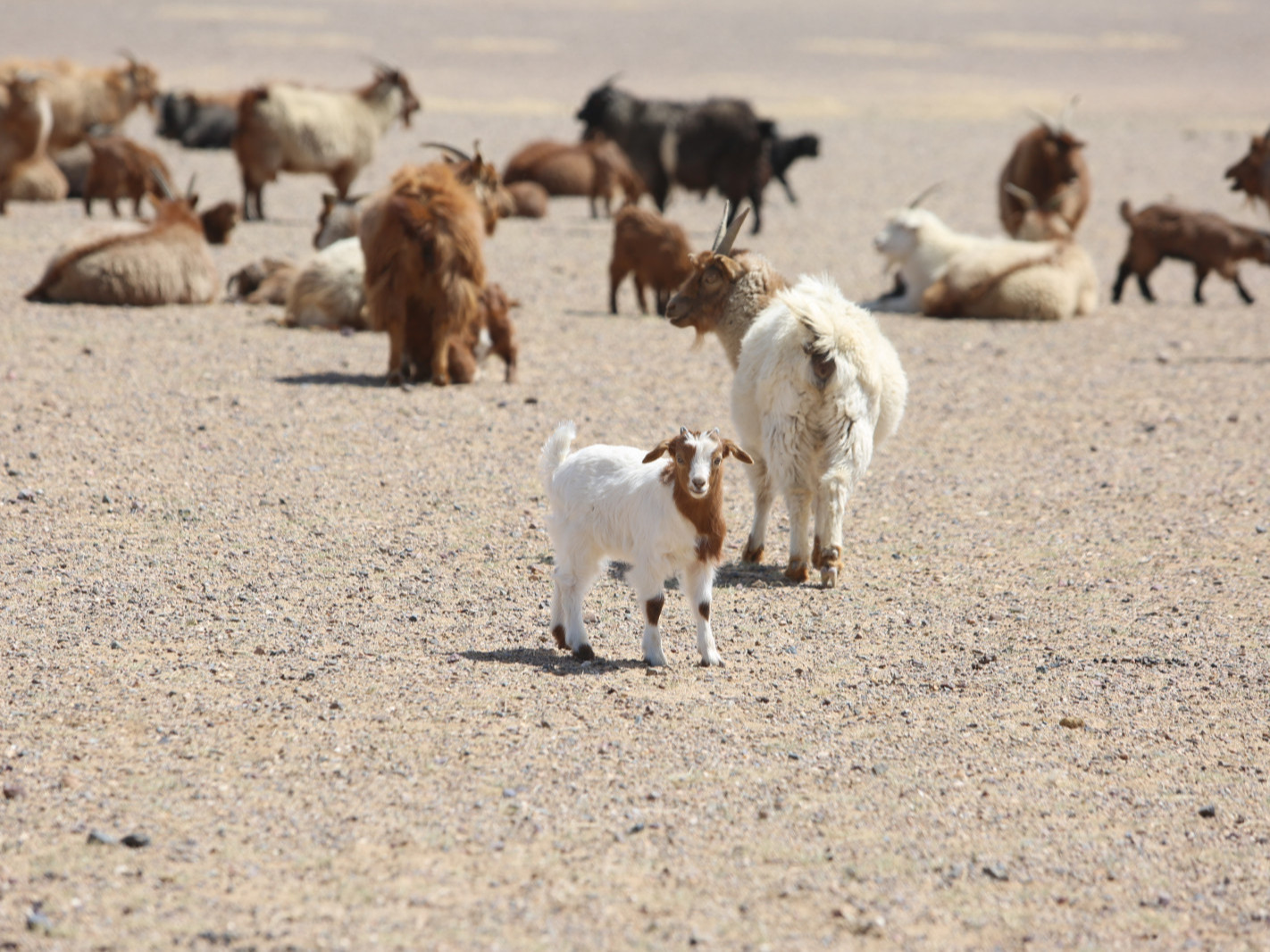 Улсын хэмжээнд 4.2 сая төл хүлээн авч, бойжилт 99 хувьтай байна