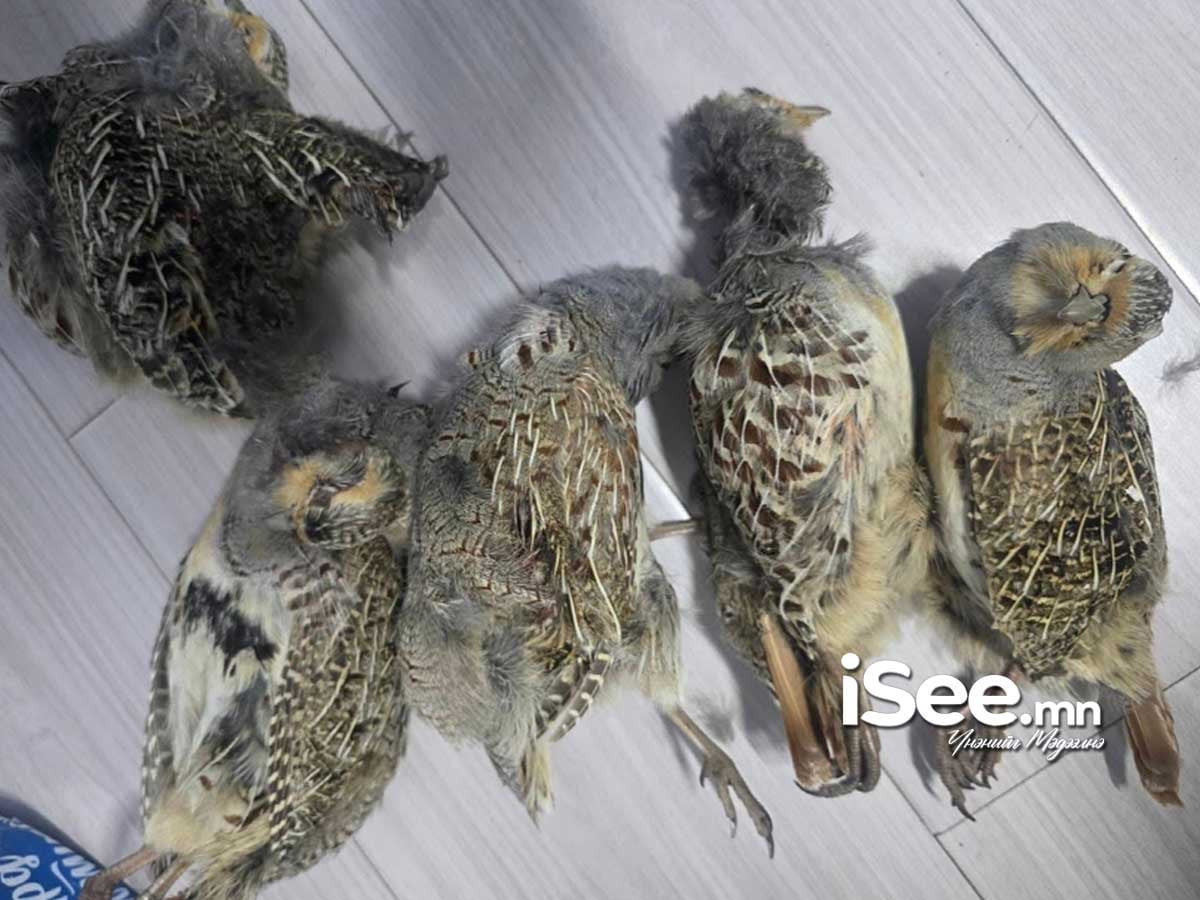 Энэ оны эхний гурван сарын байдлаар 25 зүйлийн 669 амьтныг хууль бусаар агнасныг тогтоожээ