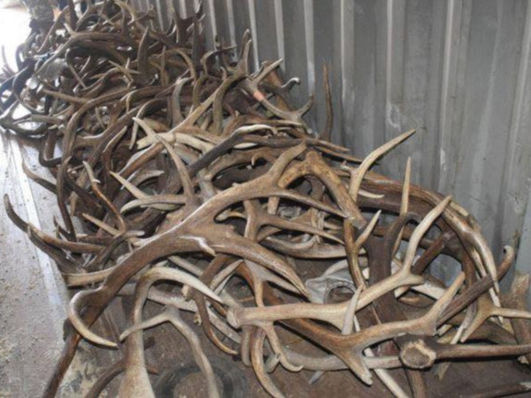 Халиун бугын эврийг хууль бусаар тээвэрлэж явсан үйлдлийг илрүүлжээ