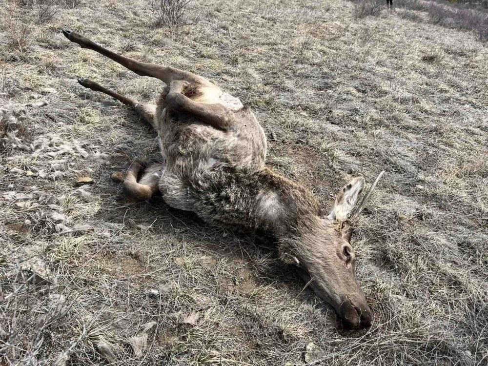 Ховор амьтны жагсаалтад багтсан халиун бугыг хууль бусаар агнажээ 