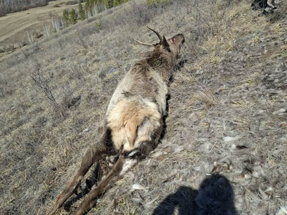 Халиун бугыг хууль бусаар агнасан үйлдлийг илрүүлж, цагдаагийн байгууллагад шилжүүлжээ