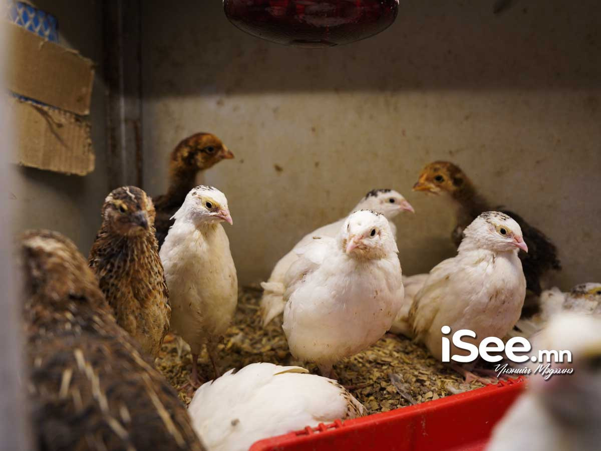 СУРВАЛЖИЛГА: Бөднө шувууны өндөг 14-16 хоног инкубаторт байсны дараа хагарч, дэгдээхийг нь таван мянган төгрөгөөр зардаг