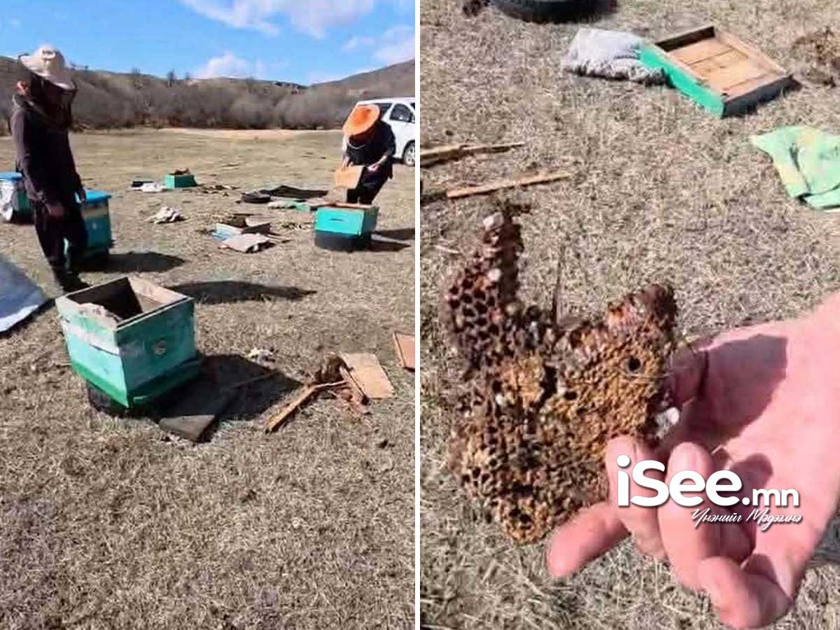 Сэлэнгэ аймагт баавгай айлын үхэр барьж, зөгийн үүр эвджээ