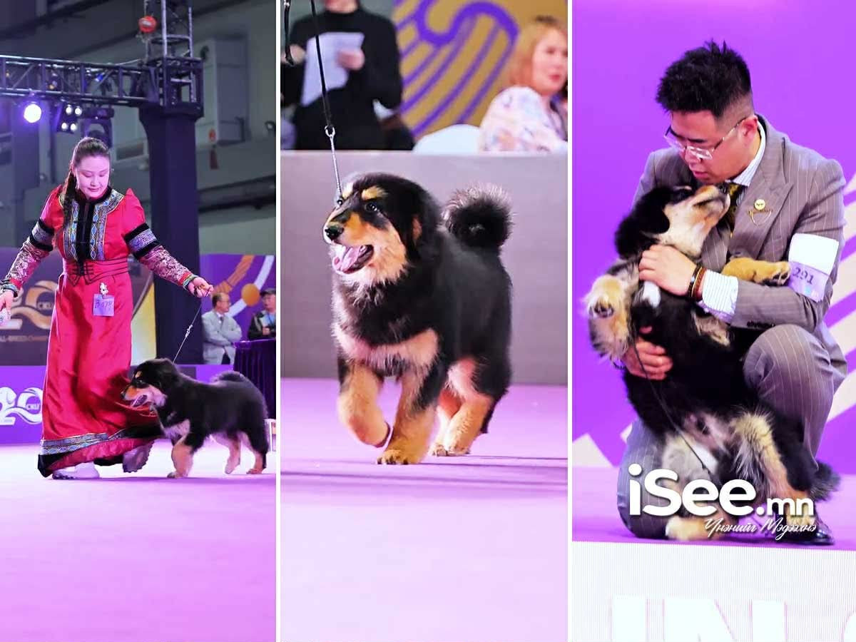 Монгол банхар “Гуо шоу-2026” олон улсын нохойн үзэсгэлэнд оролцжээ