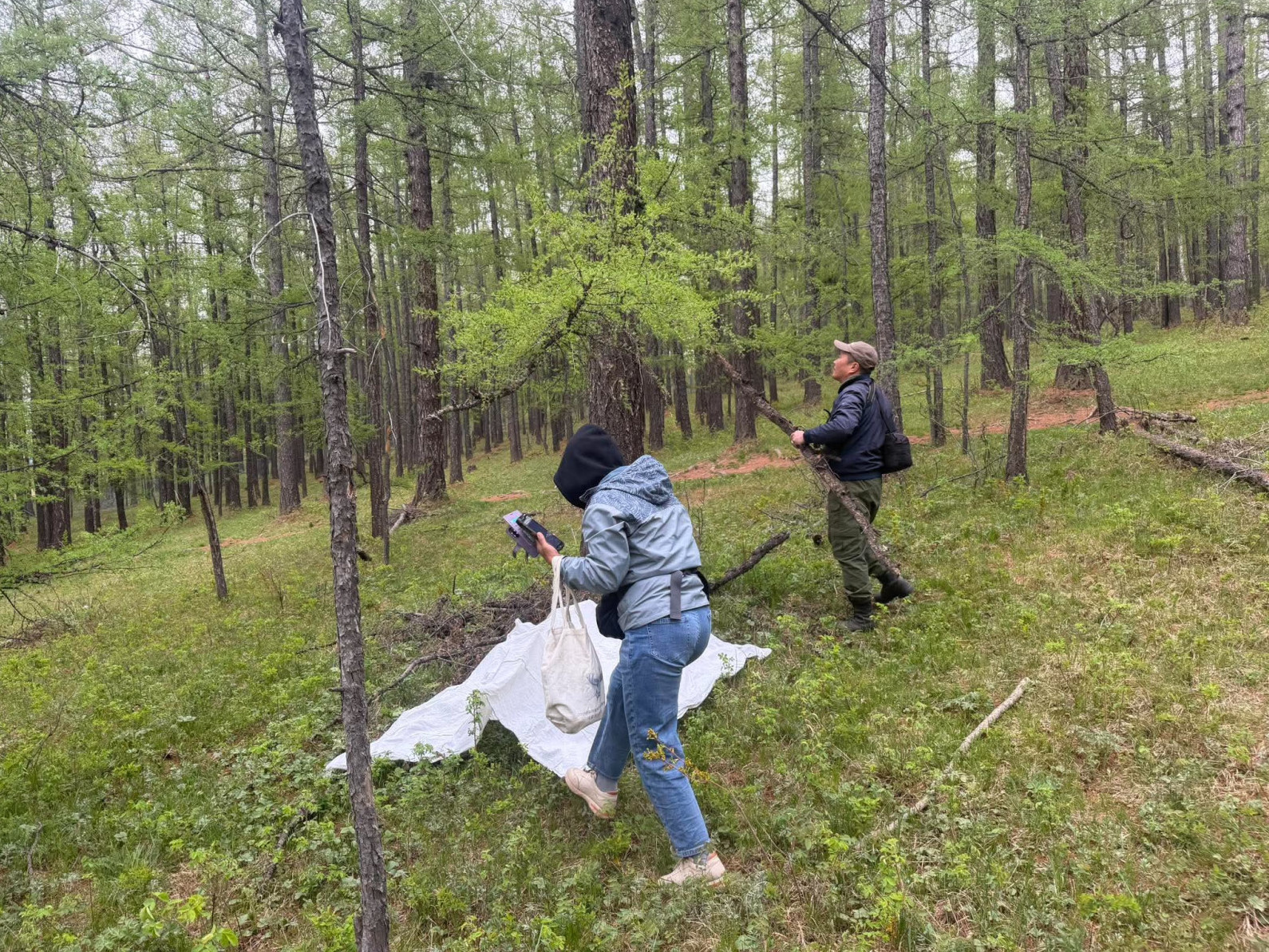 Богдхан уулын ойн санд ойн хортон, хөнөөлтийн судалгаа эхэлжээ