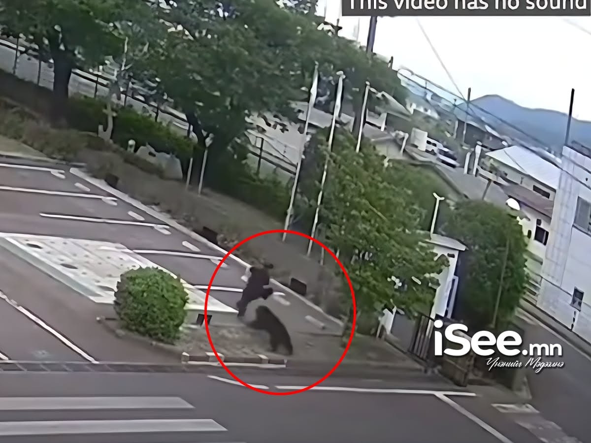 ВИДЕО: Японы Фүкүшима мужид баавгай хот руу орж дөрвөн хүнийг гэмтээжээ