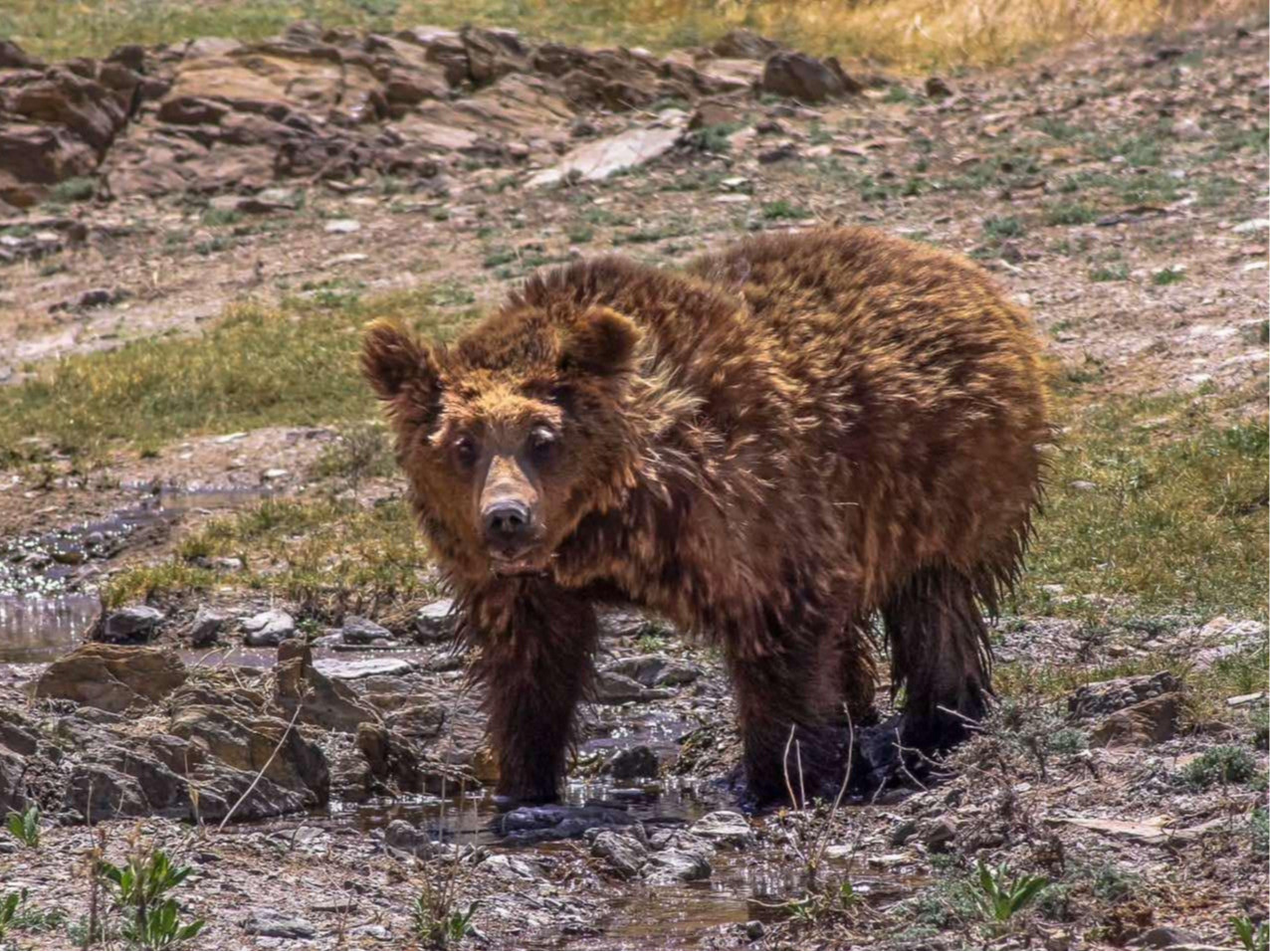 Мазаалайн тоо толгой 54 болж өсжээ
