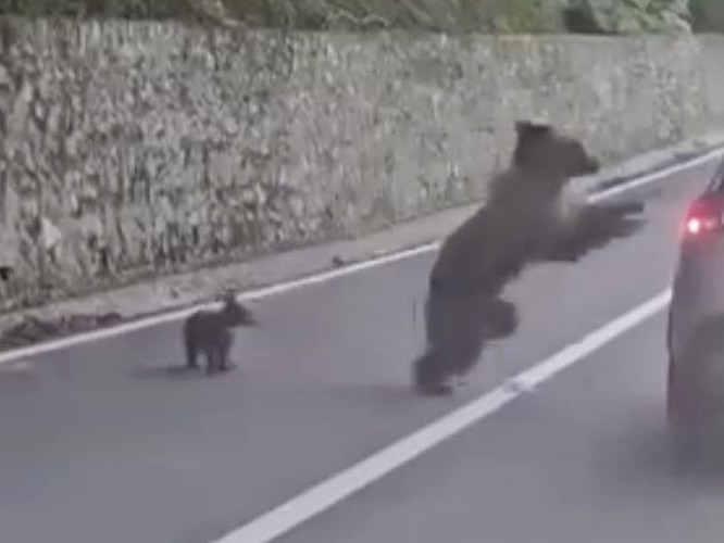 ВИДЕО: Румын улсад баавгайг хооллохыг оролдсон жуулчин хүндээр гэмтжээ