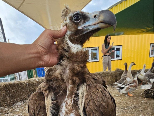 Хөл нь гэмтсэн нөмрөг тасыг  аварч, Амазон  амьтны дэлгүүр харьяандаа авчээ