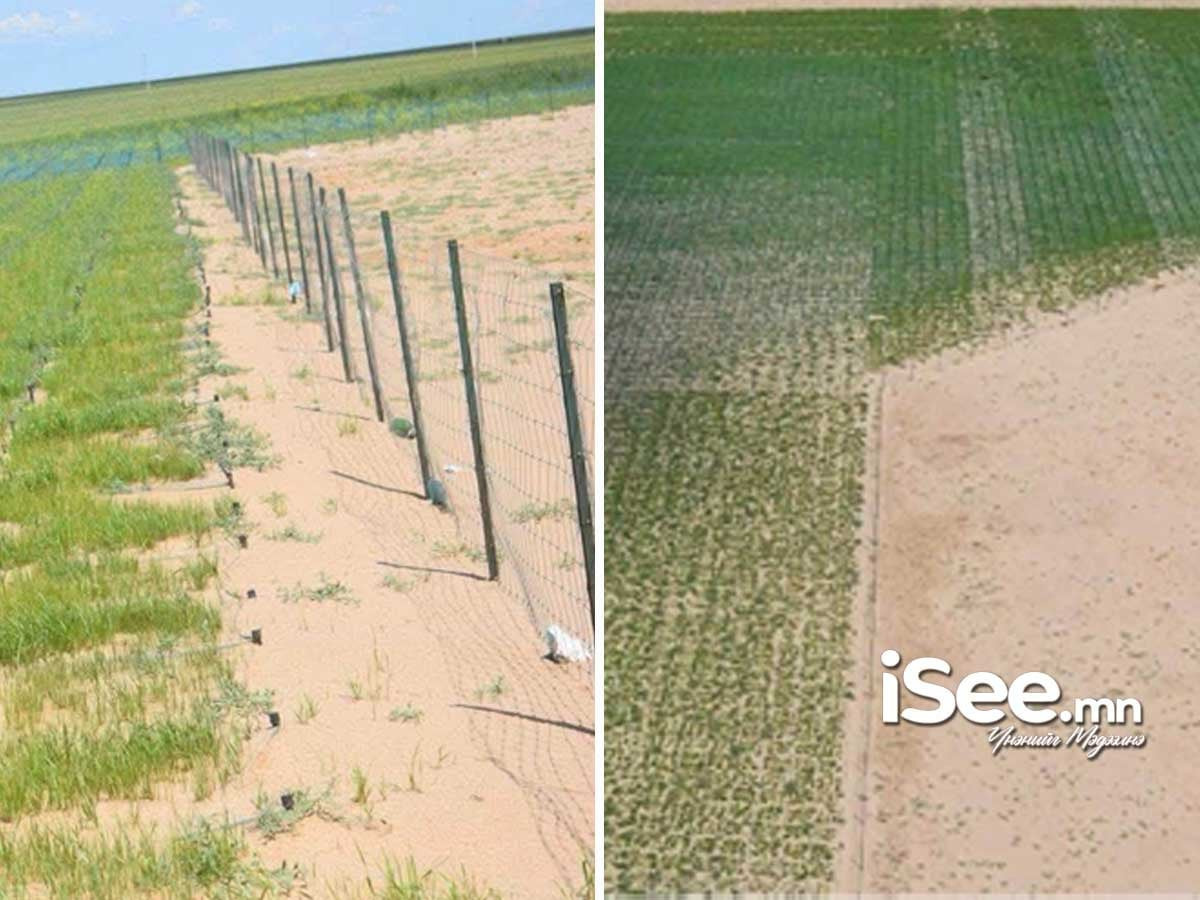 Ганга нуур орчмын элсний нүүдлийг зогсоох туршилтын ажил үр дүнгээ өгч эхэлжээ