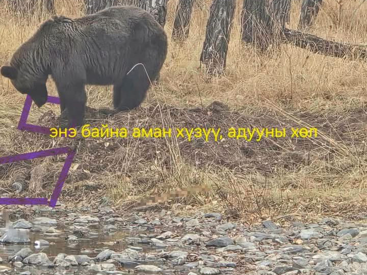 СЭРЭМЖЛҮҮЛЭГ: Баавгай олзоо булан ойр хавьд нь  манаж байдаг тул иргэд баавгай халдсан газарт ойртохгүй байхыг анхааруулж байна