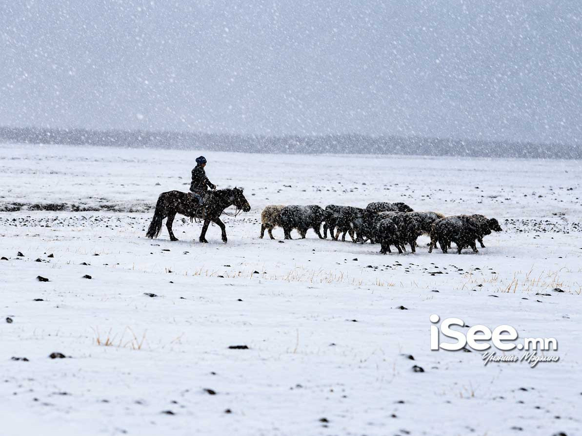 Арваннэгдүгээр сард нийт нутгийн 8 хувьд зудын эрсдэл нэн их байх төлөв гарчээ 