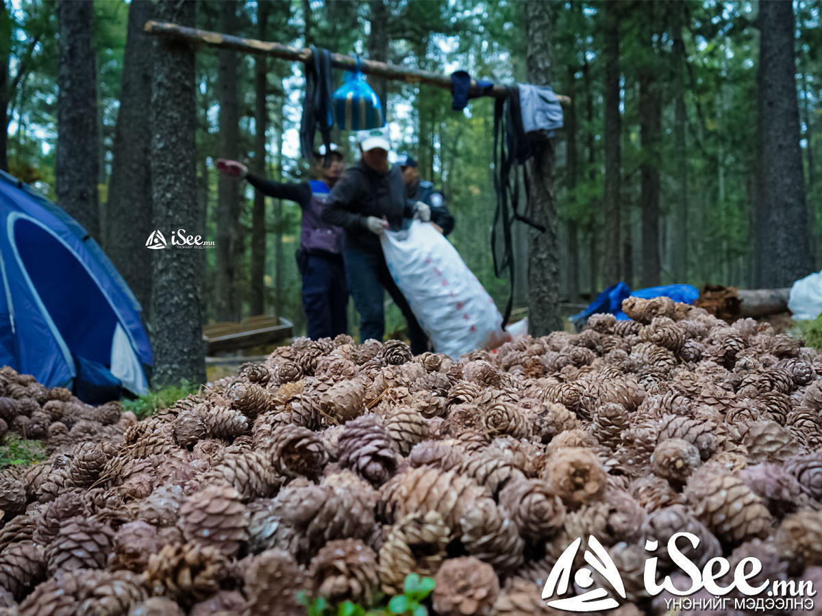 Хөвсгөл аймгийн Тариалан сумын нутагт самар түүж яваад сураггүй алга болсон 46 настай эмэгтэйг эрэн хайж байна