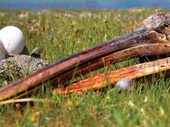 “Борцгор хотон” шувууны хошуу худалдахыг завдсан үйлдлийг илрүүлэн шалгаж байна