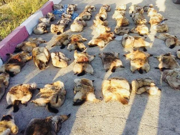 Зөвшөөрөлгүйгээр ан агнаж, эд эрхтнийг нь зарсныг илрүүллээ