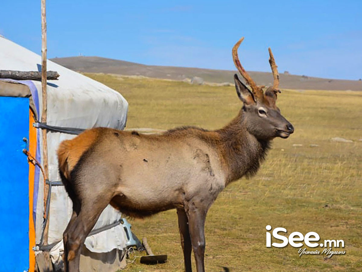 СЭРЭМЖЛҮҮЛЭГ: Бугын зураг ойроос авах гэж байгаад мөргүүлж, гэмтжээ