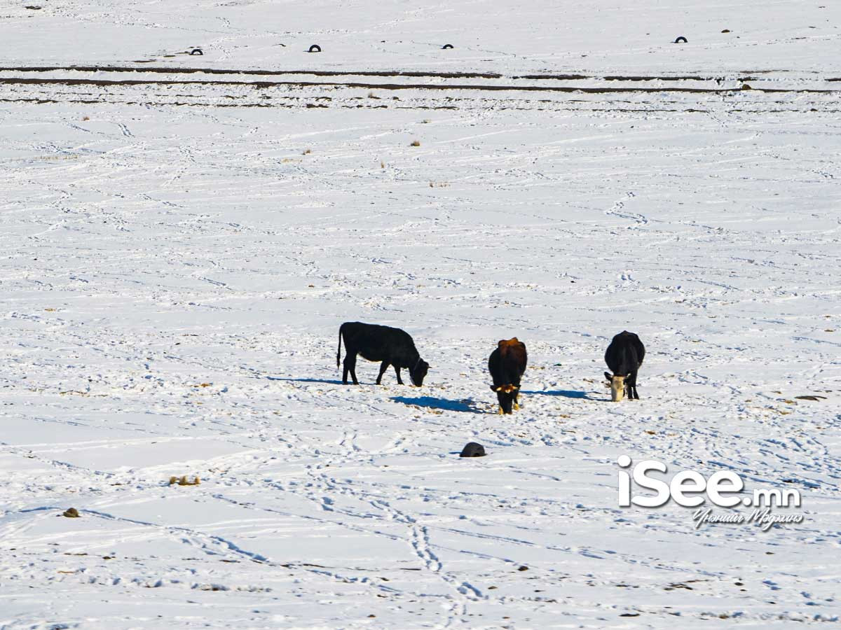 СЭРЭМЖЛҮҮЛЭГ: Дорнодын хойд хэсгээр цасан шуурга шуурна